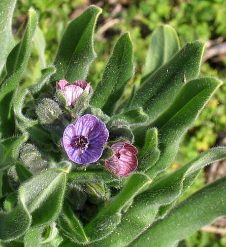 Pulmonaria cfr. apennina